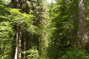 Swedish Timber Forest Swedish Forest
